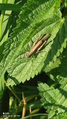 Chorthippus apricarius