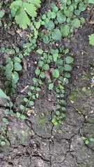 Lysimachia nummularia