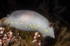 Cadlina flavomaculata