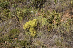 Leucadendron salignum