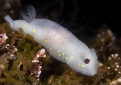 Cadlina flavomaculata