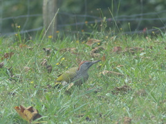Picus viridis