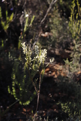 Struthiola