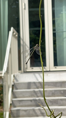 Chalcolestes viridis