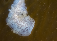 Enchiridium punctatum