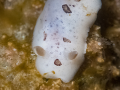 Diaulula sandiegensis
