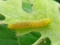 Helicoverpa armigera