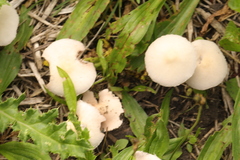 Psathyrella longipes