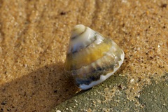 Astralium tentoriiforme