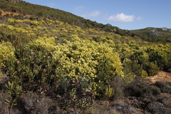 Leucadendron xanthoconus