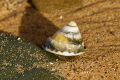 Astralium tentoriiforme