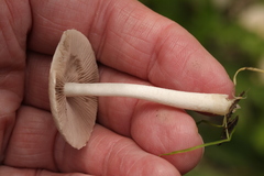 Psathyrella longipes