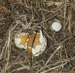 Lycoperdon marginatum