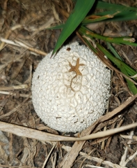 Lycoperdon marginatum