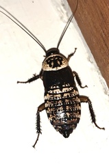 Cartoblatta pulchra