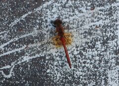 Sympetrum flaveolum