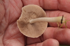 Psathyrella longipes