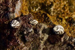 Austrocochlea porcata