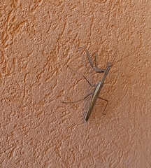 Mantodea