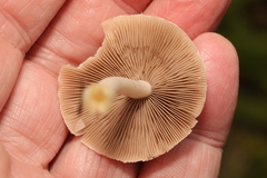 Psathyrella longipes
