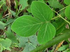 Desmodium tortuosum