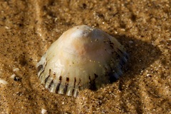 Cellana tramoserica