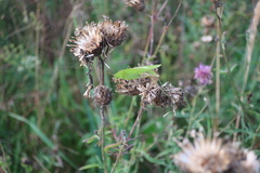 Phaneroptera falcata