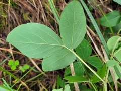 Desmodium tortuosum