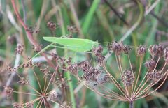 Phaneroptera falcata
