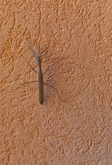 Mantodea