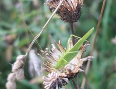 Phaneroptera falcata