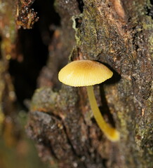 Pluteus hubregtseorum