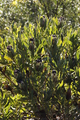 Protea lepidocarpodendron
