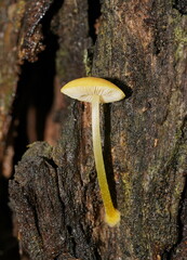 Pluteus hubregtseorum