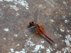 Sympetrum flaveolum