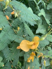 Chamaecrista