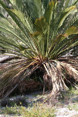 Macrozamia