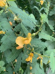 Chamaecrista
