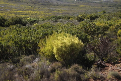 Leucadendron xanthoconus