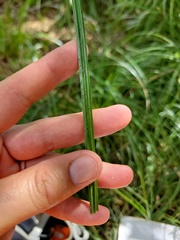 Carex emoryi