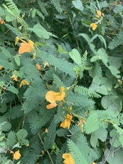 Chamaecrista