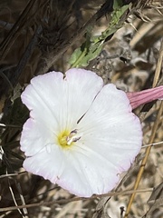 Calystegia subacaulis