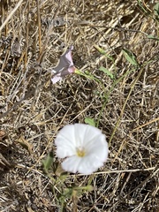 Calystegia subacaulis