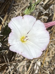 Calystegia subacaulis
