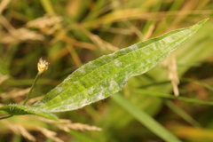 Golovinomyces sordidus