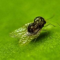 Alloiothucha artocarpi