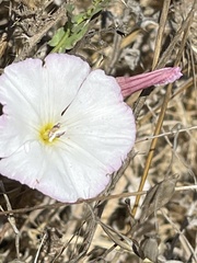Calystegia subacaulis