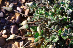 Gazania heterochaeta