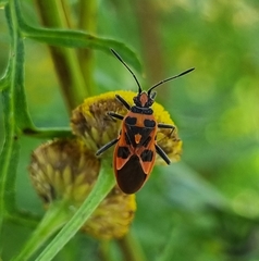 Corizus hyoscyami