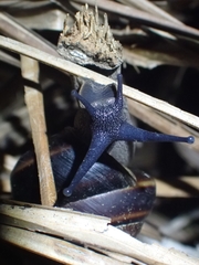 Thersites mitchellae